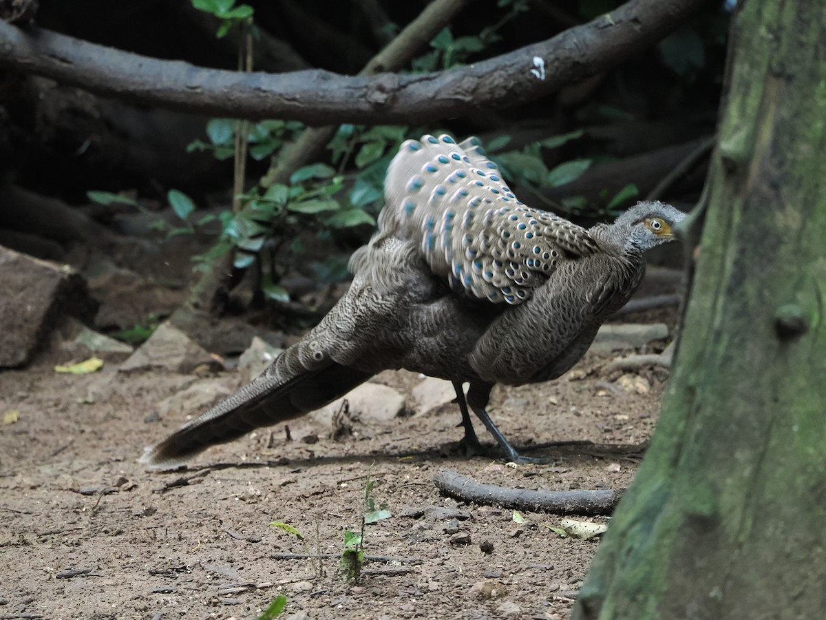 Indochina-Pfaufasan - ML644641054