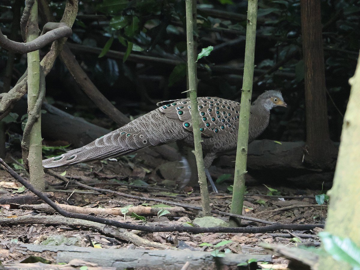 Indochina-Pfaufasan - ML644641055