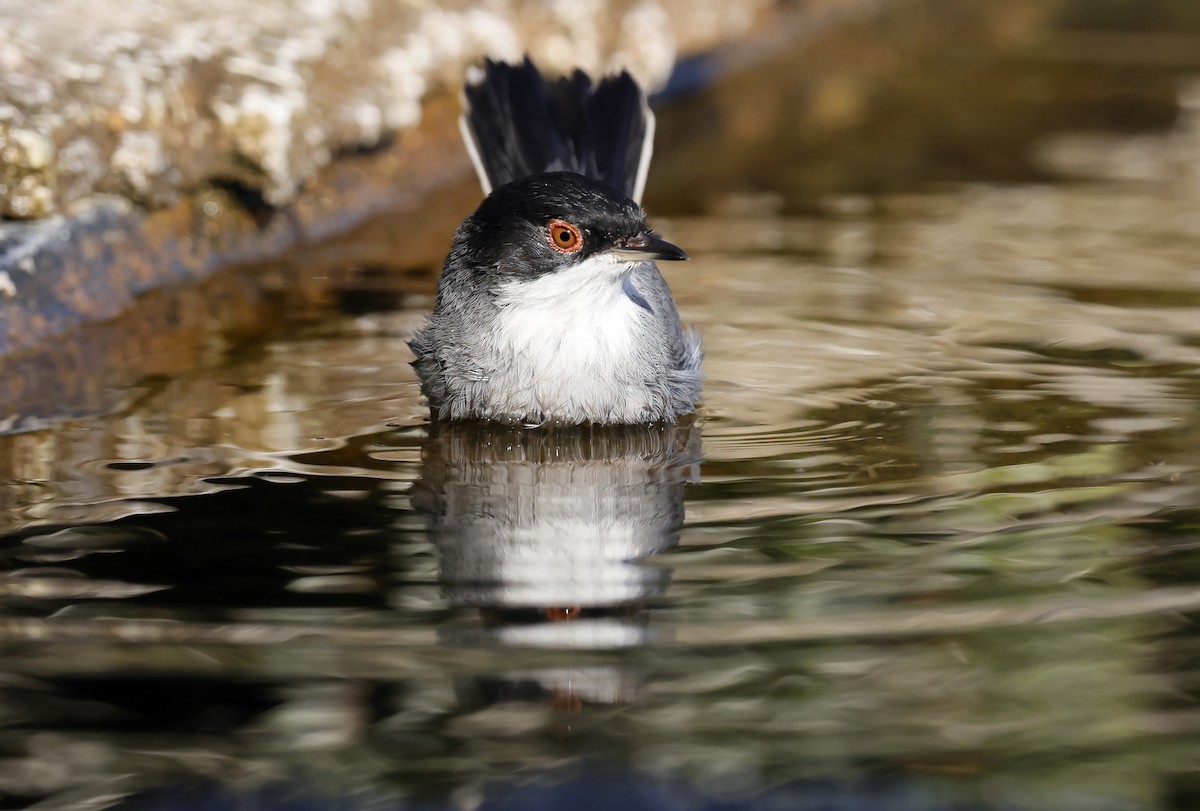 Txinbo burubeltza - ML644641056