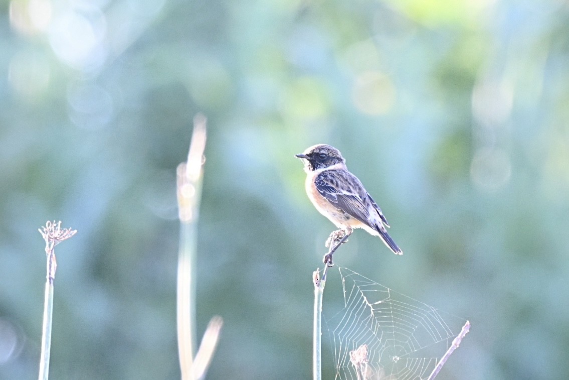 European Stonechat - ML644641057