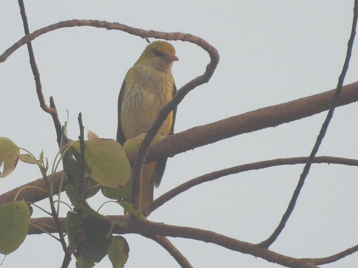 Indienpirol - ML644641059