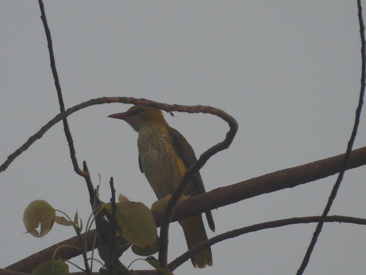 Indienpirol - ML644641060