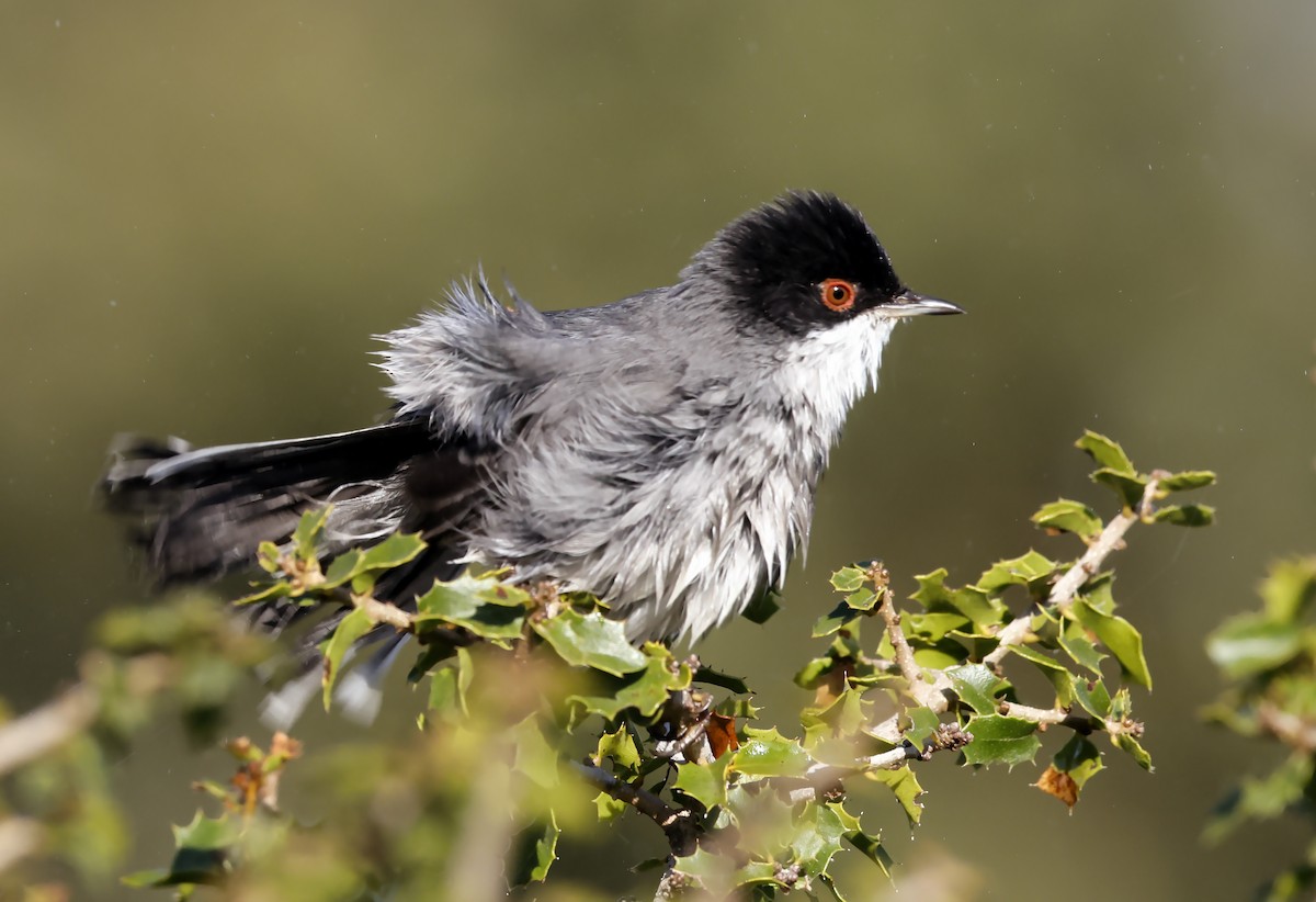 Txinbo burubeltza - ML644641071