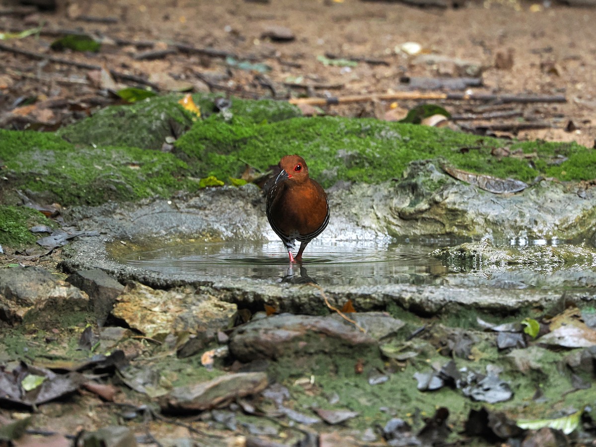 Red-legged Crake - ML644641072