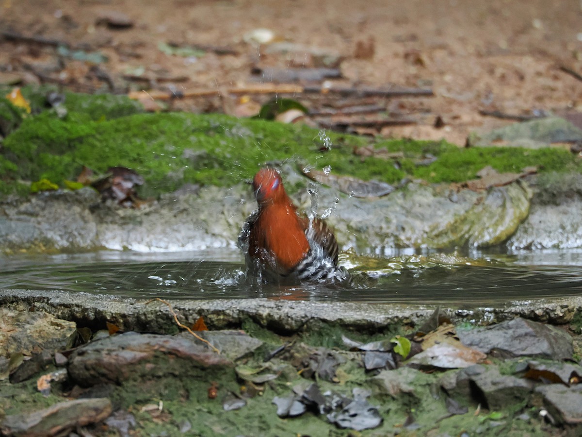 Red-legged Crake - ML644641073