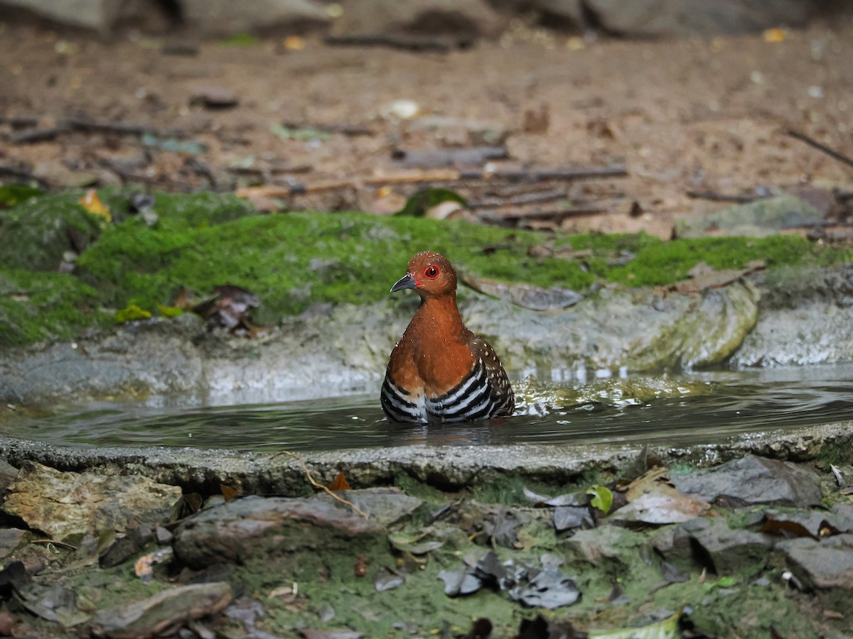 Red-legged Crake - ML644641075