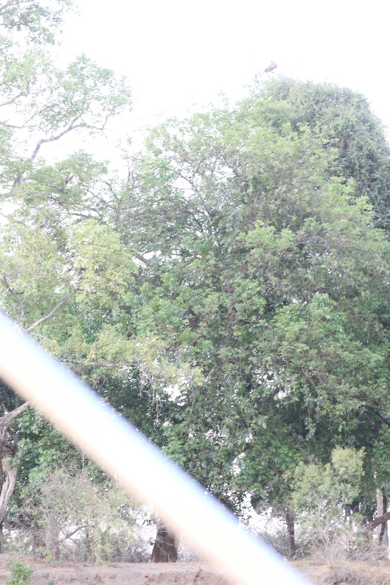 נשר לבן-גב - ML644641080