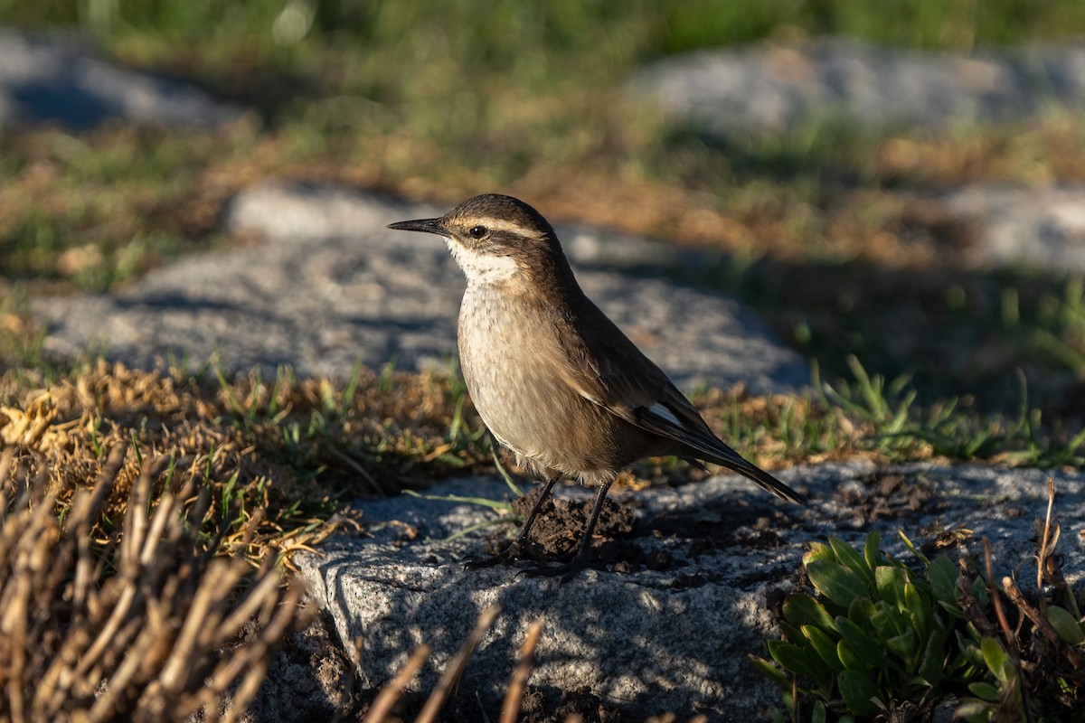 Cream-winged Cinclodes - ML644641083