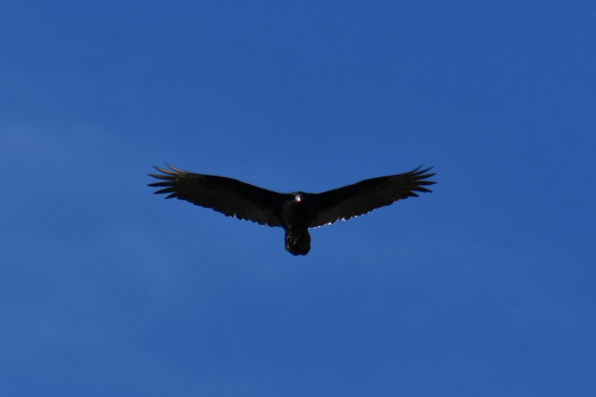 Urubu à tête rouge - ML644641085