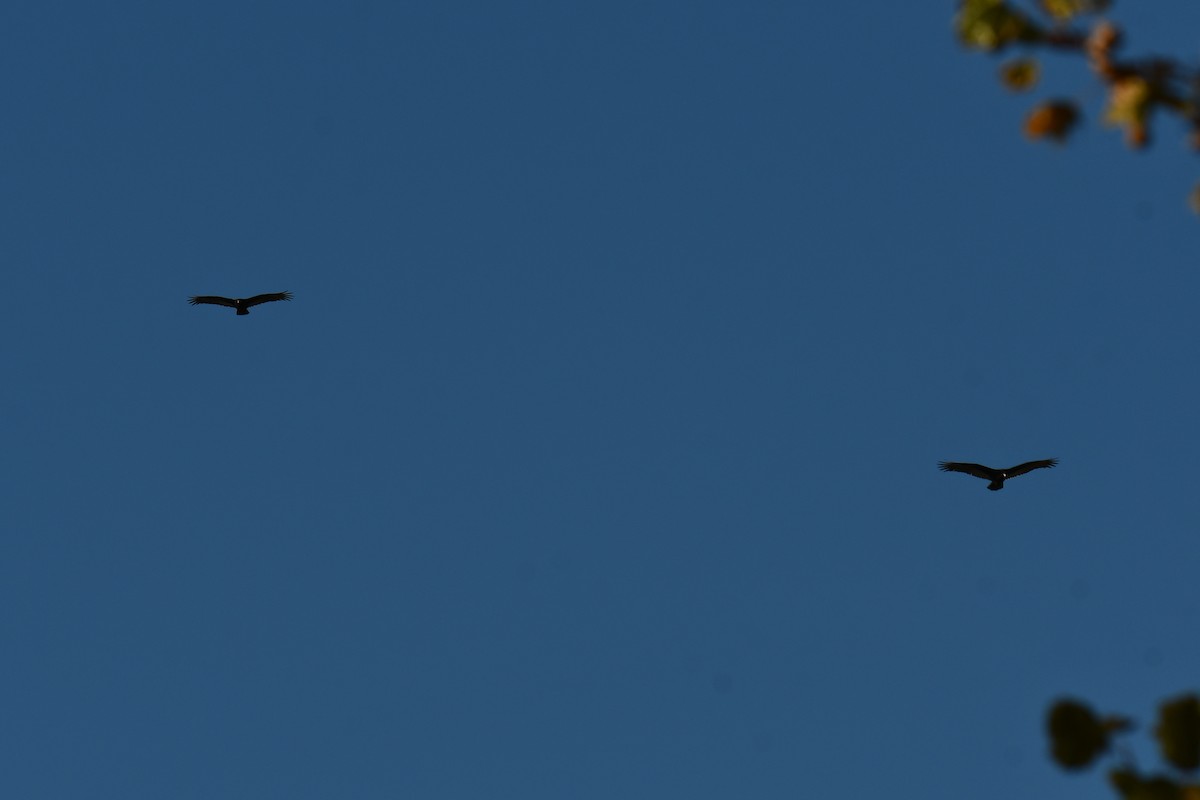 Turkey Vulture - ML644641087