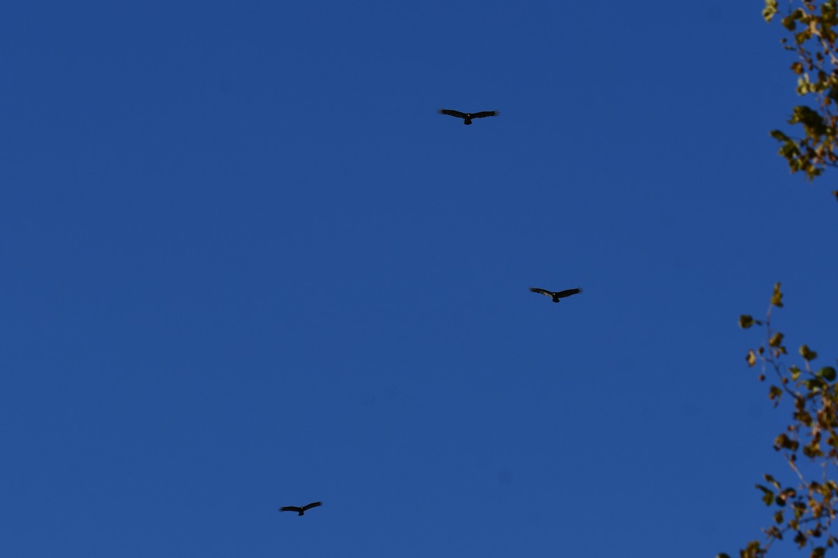 Turkey Vulture - ML644641088