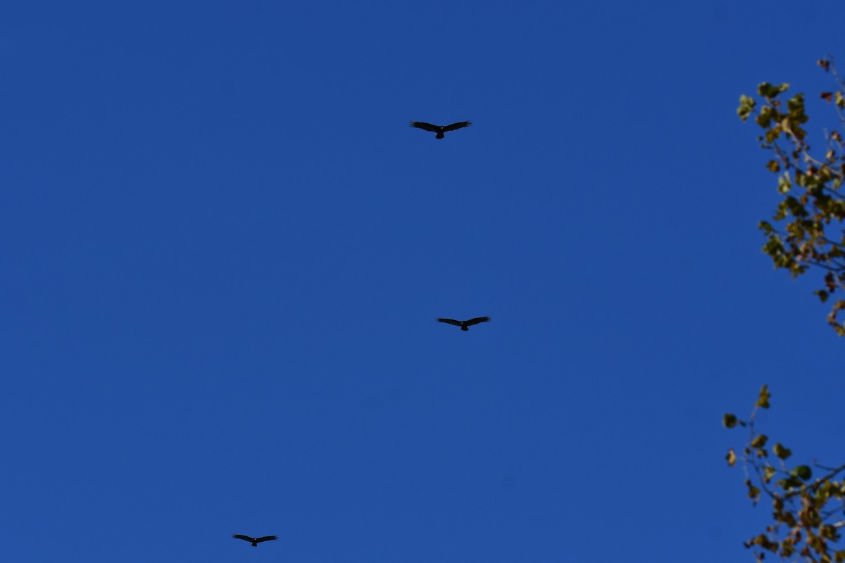 Turkey Vulture - ML644641089