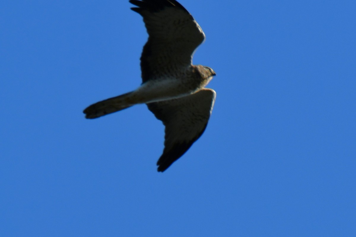 Mirotz zuri iparramerikarra - ML644641094