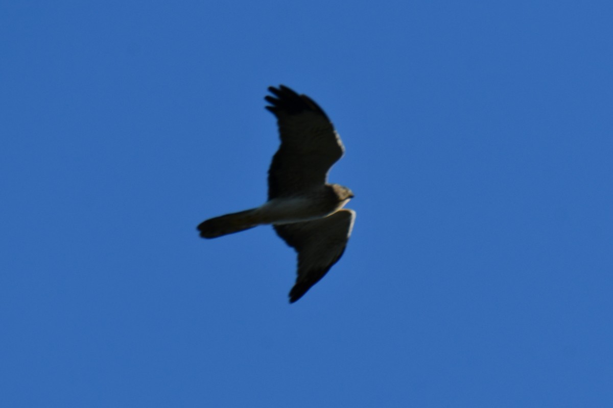 Mirotz zuri iparramerikarra - ML644641095