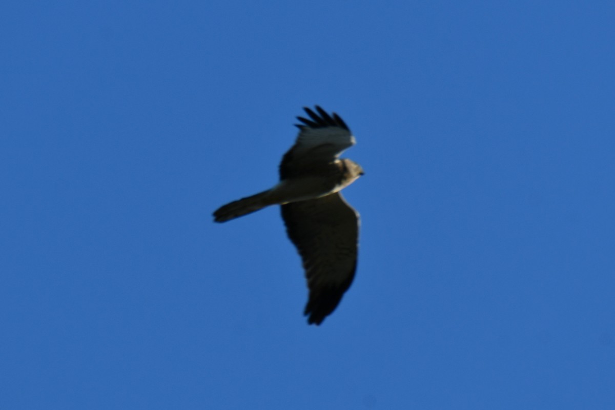 Mirotz zuri iparramerikarra - ML644641096