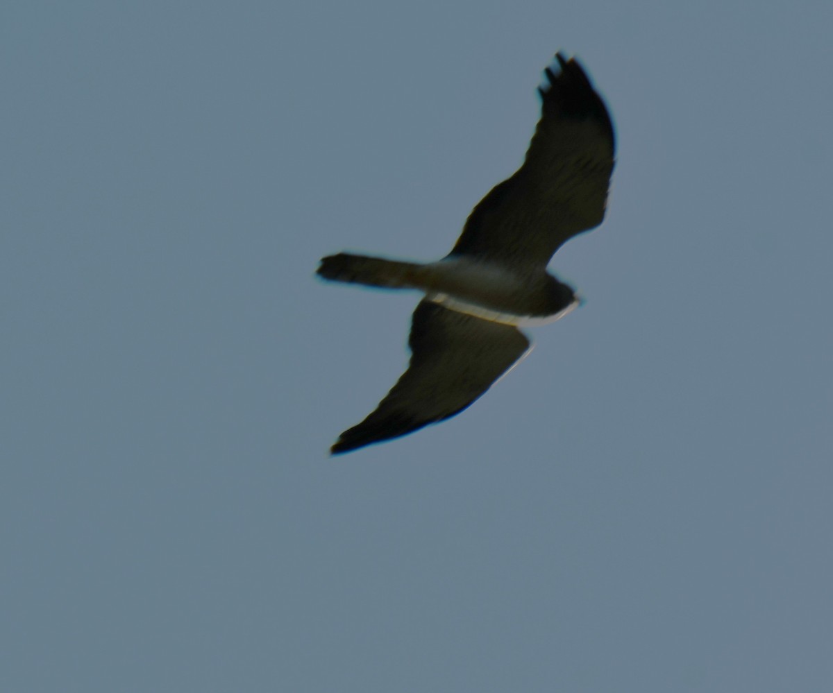 Mirotz zuri iparramerikarra - ML644641097