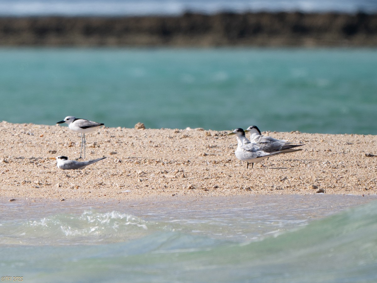שחפית צהובת-מקור - ML644641101