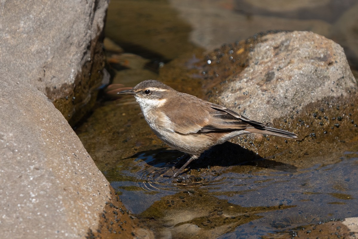 Cream-winged Cinclodes - ML644641104