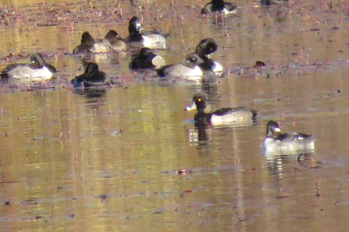 עבראש לבנוני - ML644641105