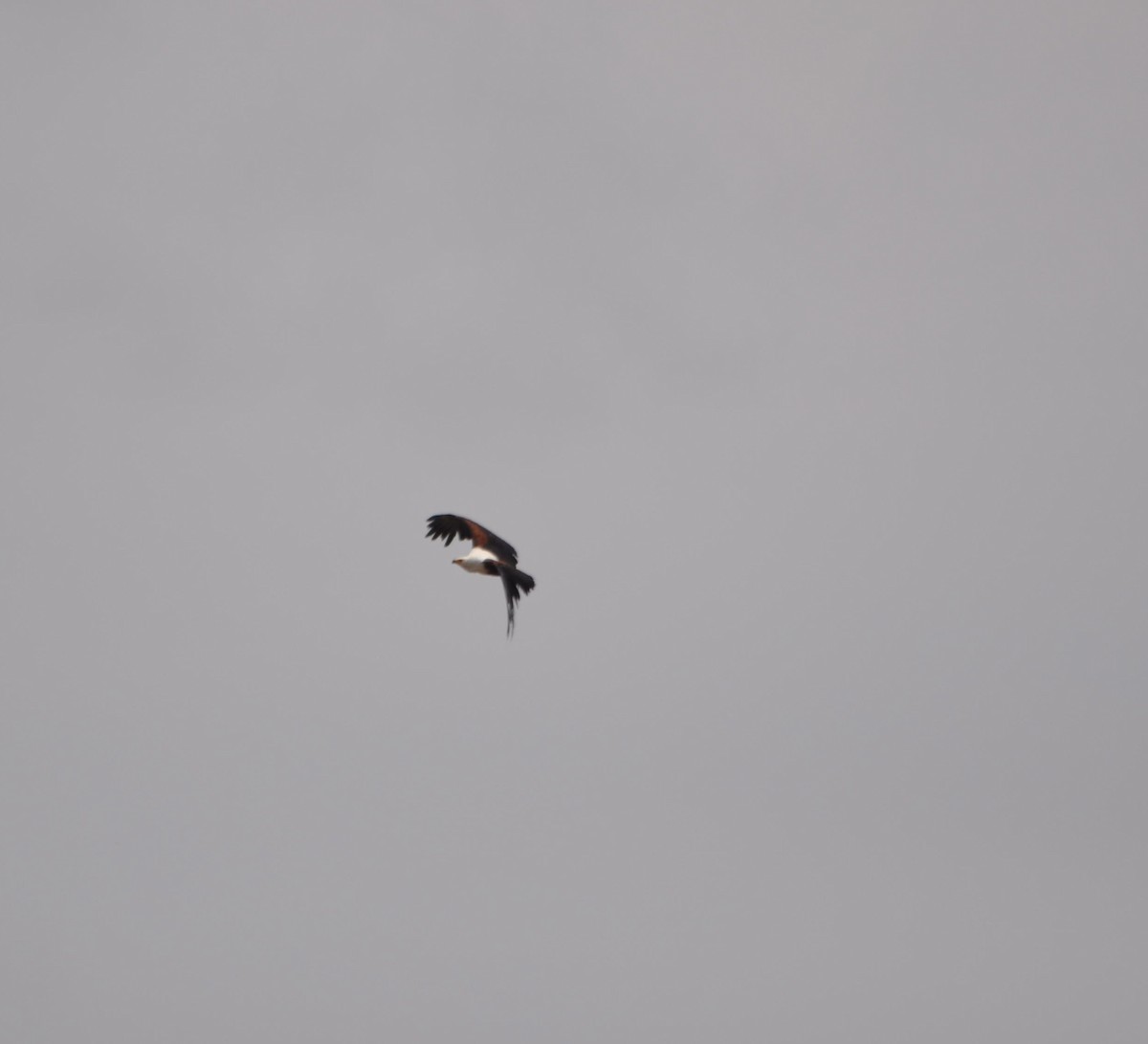 עיטם אפריקני - ML644641107