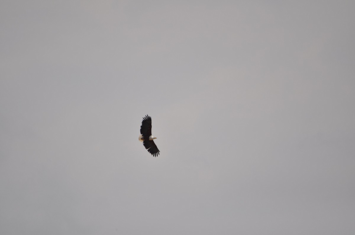 עיטם אפריקני - ML644641108