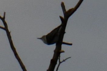 White-breasted Nuthatch - ML644641109