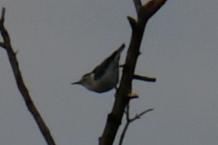 White-breasted Nuthatch - ML644641110
