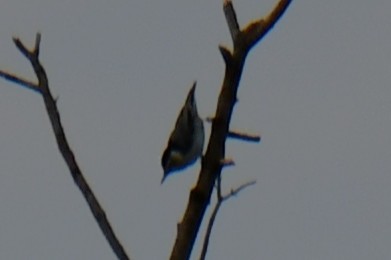 White-breasted Nuthatch - ML644641111
