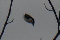 White-breasted Nuthatch - ML644641112