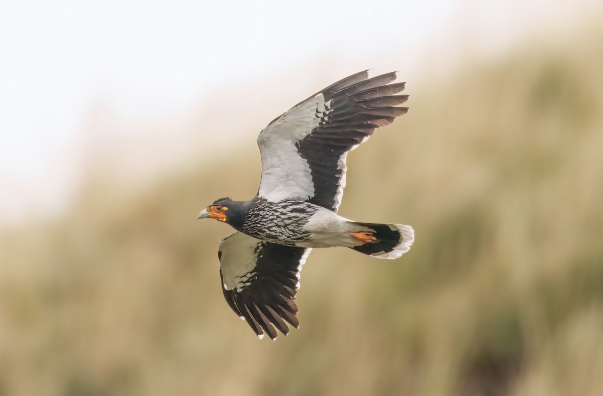 Carunculated Caracara - ML644641115