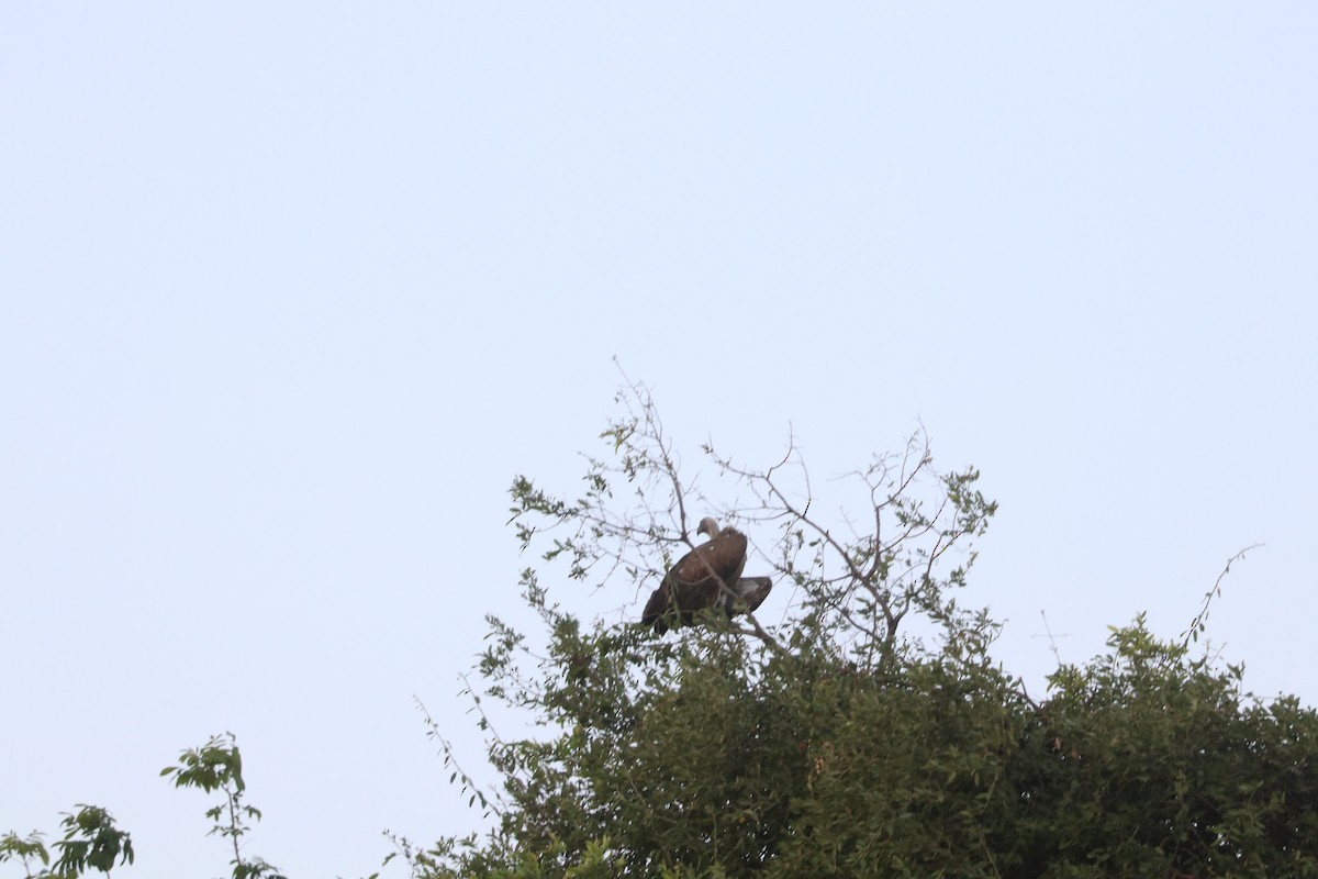 Buitre Dorsiblanco Africano - ML644641116