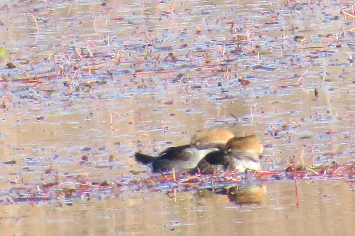 מרגון מקושט - ML644641117