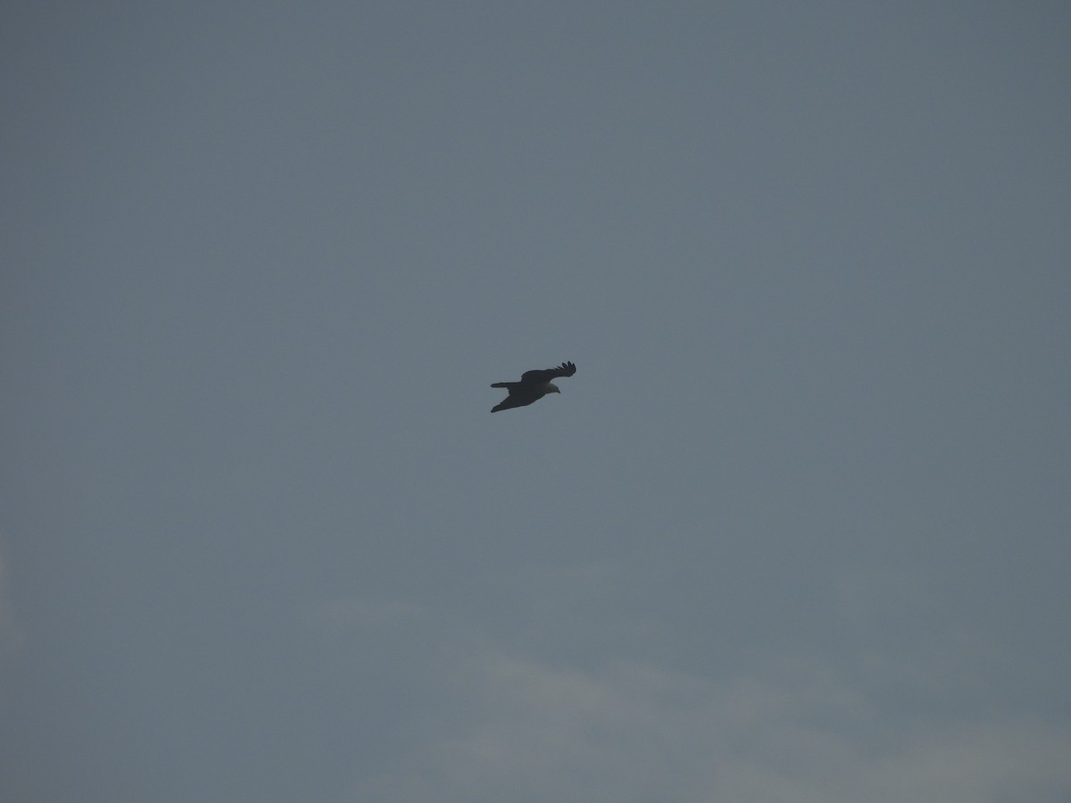 Brahmanenmilan - ML644641138