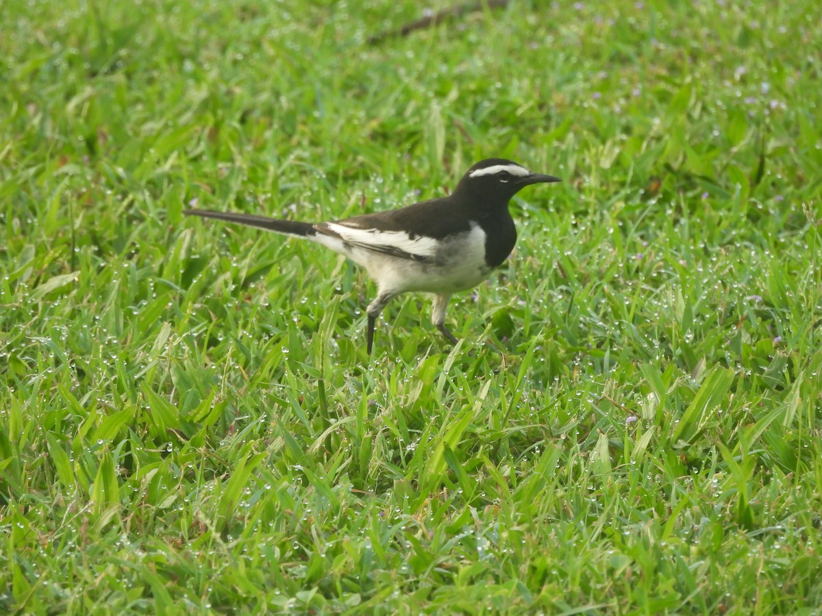 Weißbrauenstelze - ML644641155