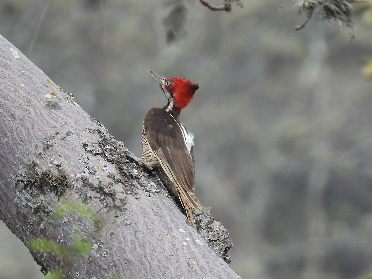 Guayaquil Woodpecker - ML644641159