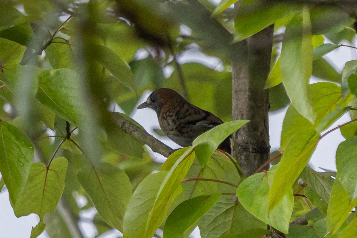 Rostkinnhäherling - ML644641161