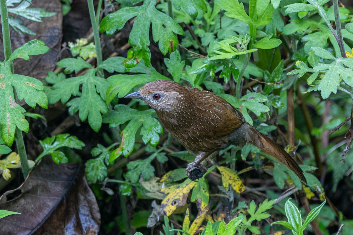 Braunhäherling - ML644641162