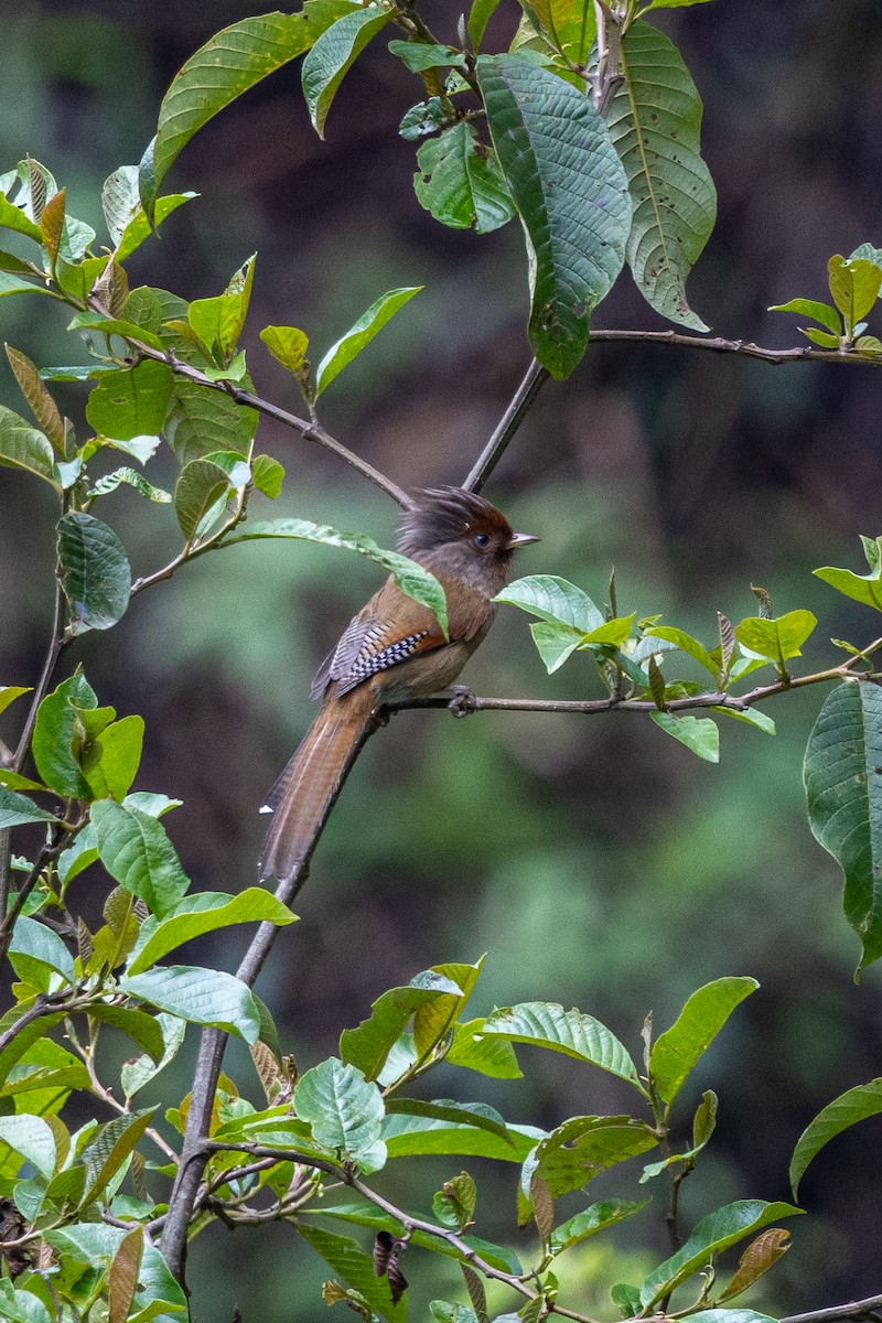 Roststirn-Meisenhäherling - ML644641172