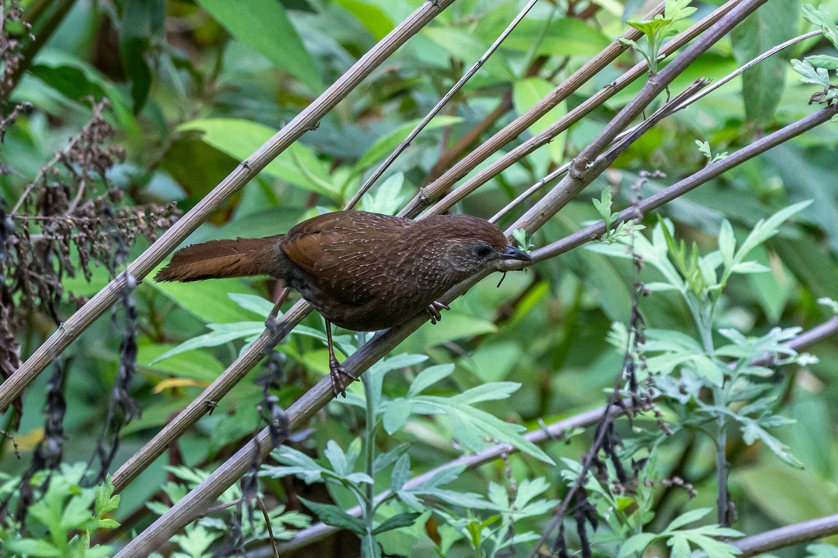 Braunhäherling - ML644641176