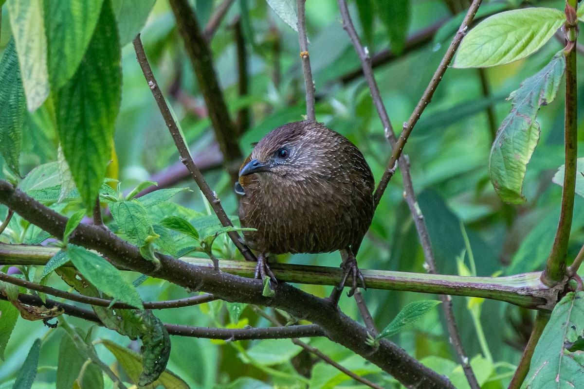 Braunhäherling - ML644641177