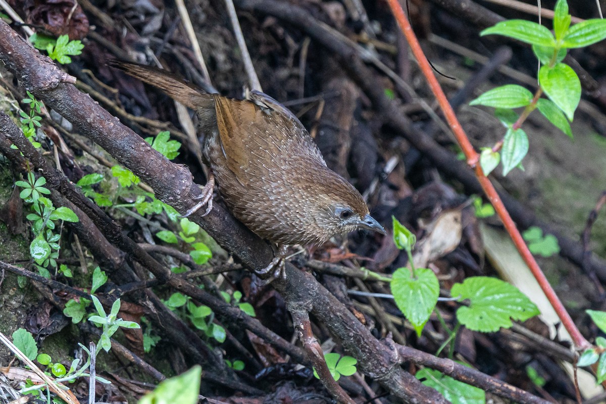 Braunhäherling - ML644641178