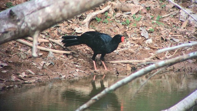 アマゾンホウカンチョウ - ML644641182