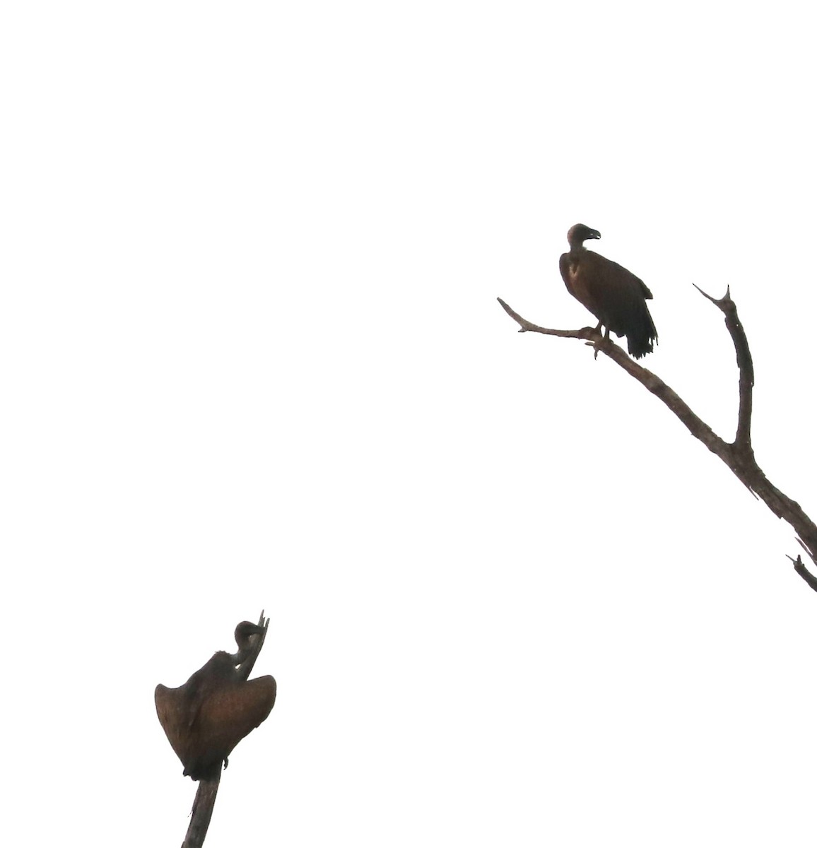 Buitre Dorsiblanco Africano - ML644641194