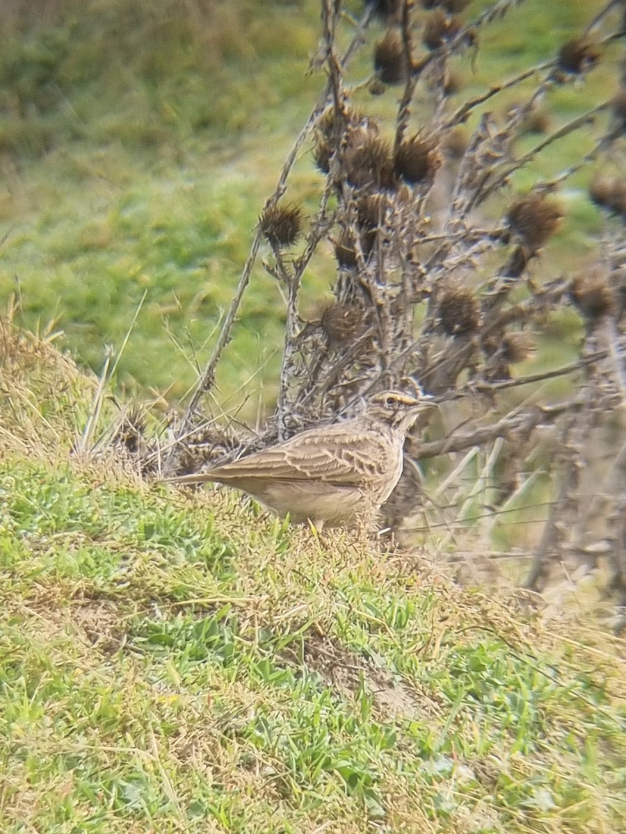 Согсоот болжмор - ML644641203