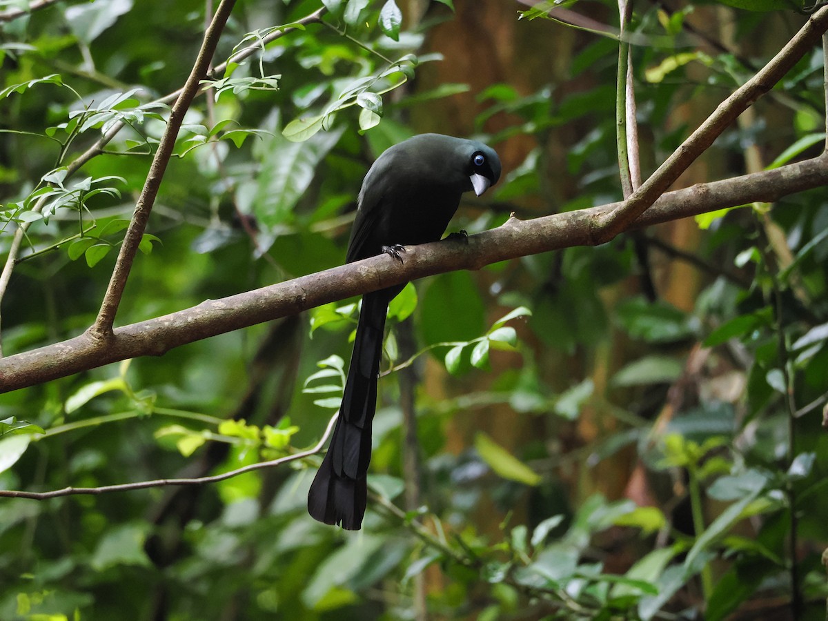 クロラケットオナガ - ML644641204