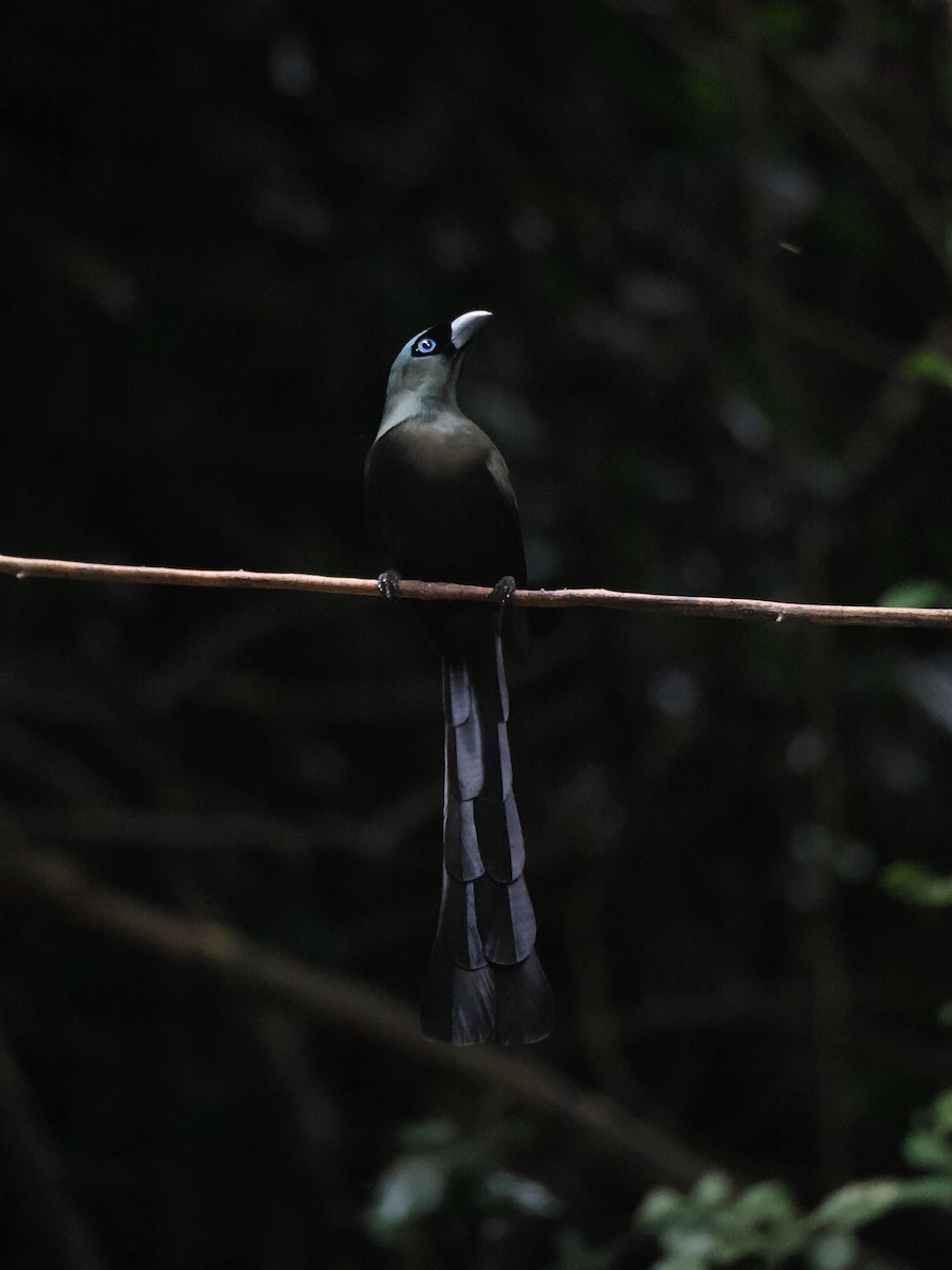 クロラケットオナガ - ML644641205