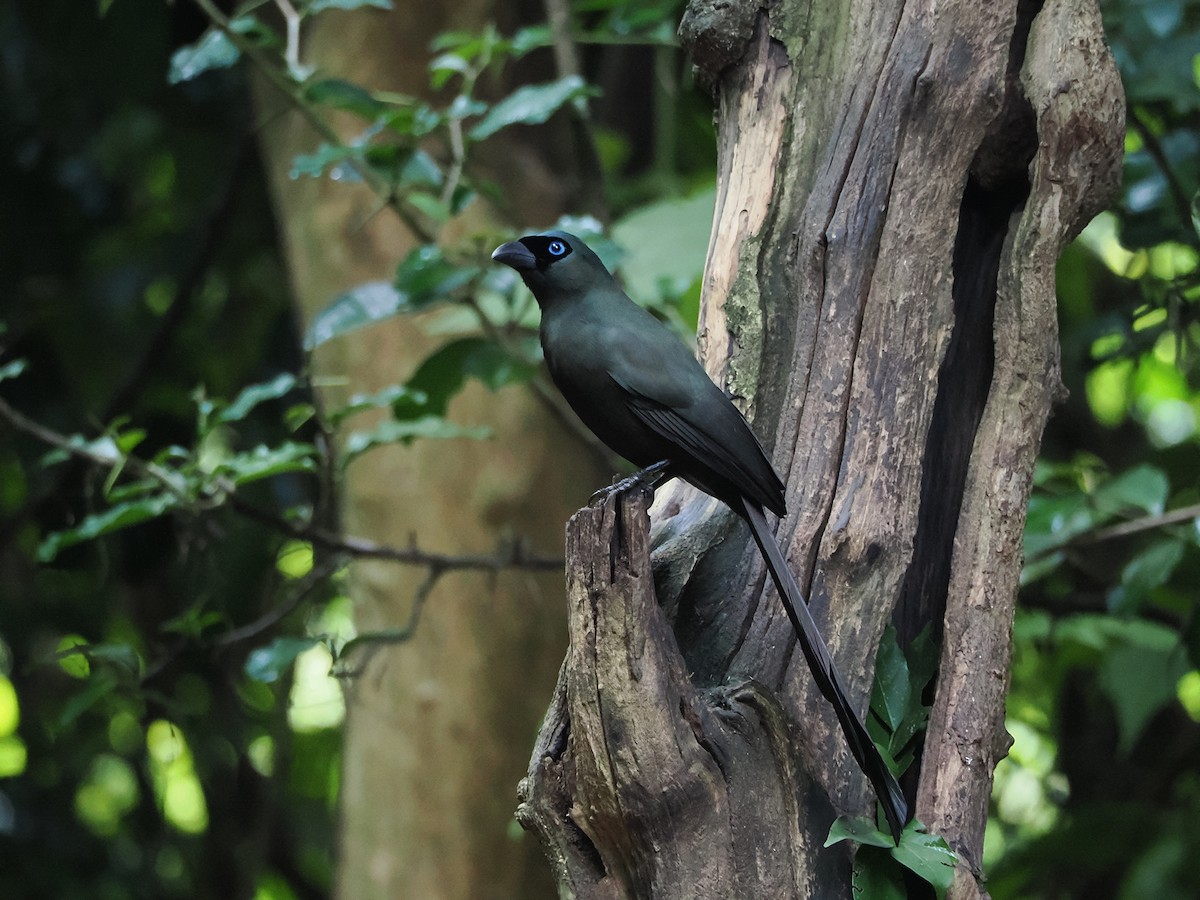 クロラケットオナガ - ML644641206