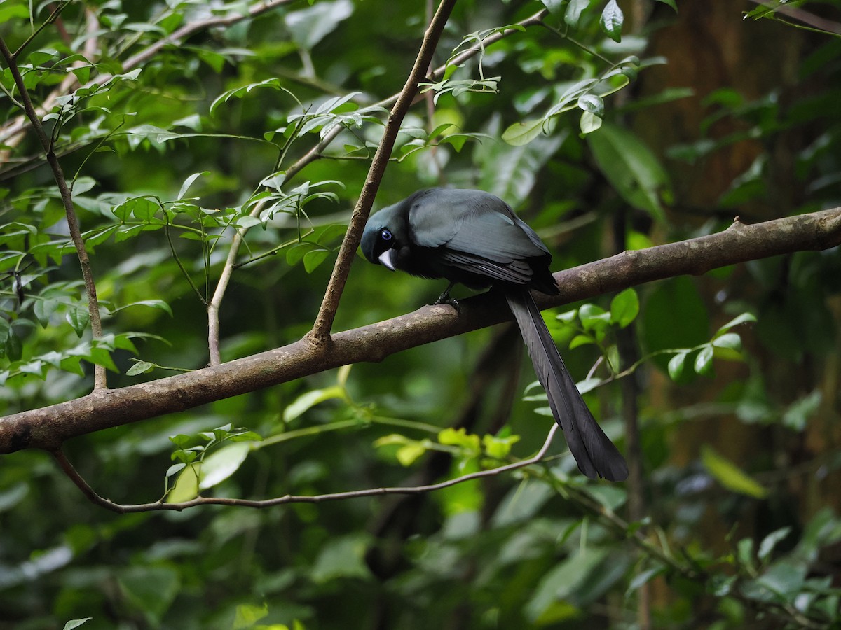 クロラケットオナガ - ML644641207