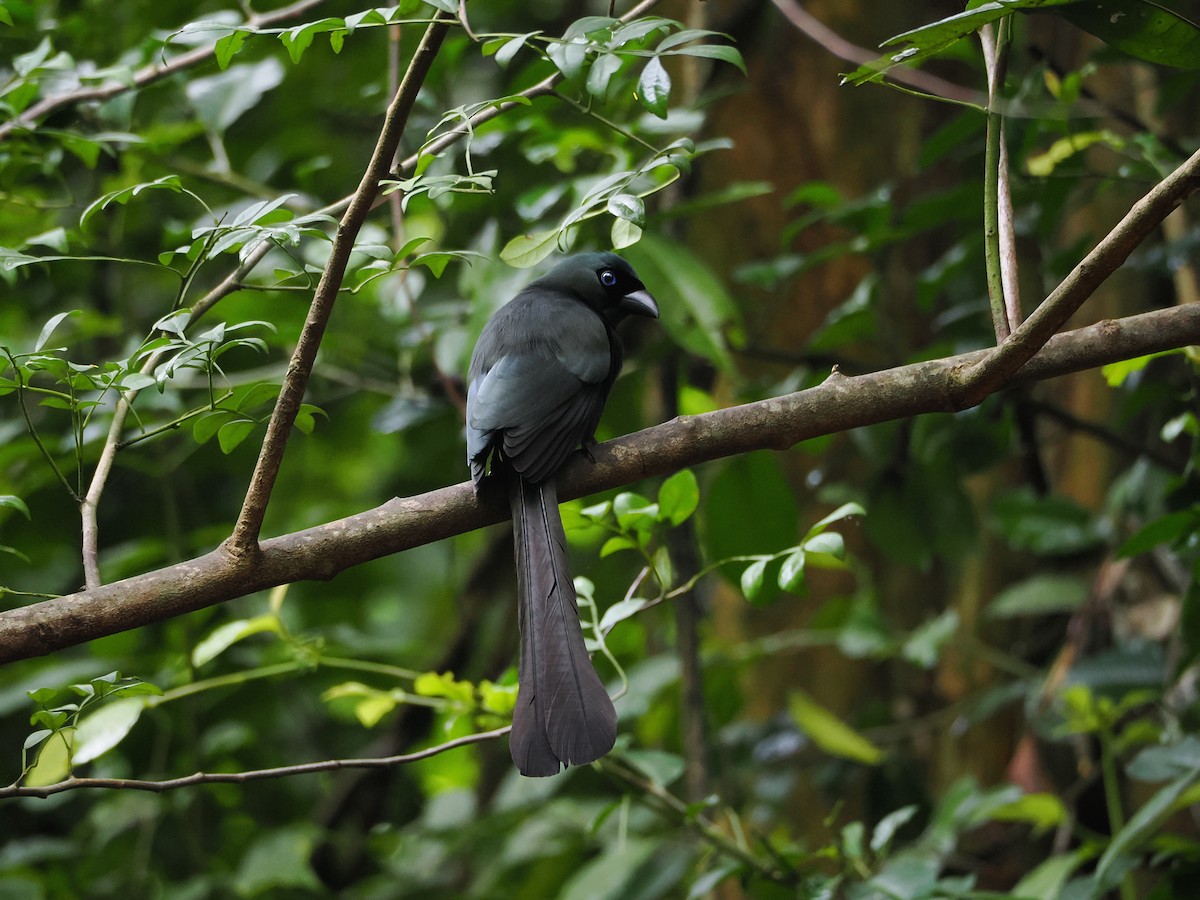 クロラケットオナガ - ML644641208