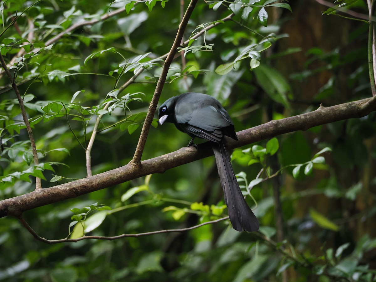 クロラケットオナガ - ML644641209